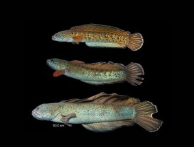 消失已久的鱼类在85年后重新出现，震惊了科学家