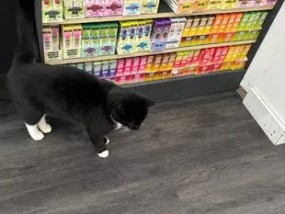 一只淘气的猫因“购买”电子烟和闯入酒吧而在网上走红