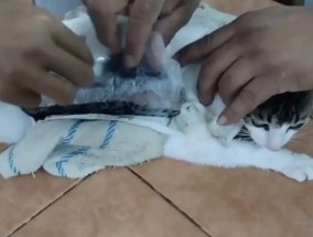 哥斯达黎加一只猫走私毒品，潜入监狱被抓