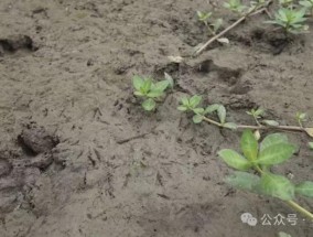 扬州出逃54天的卡皮巴拉“豆包”，现身了！抓捕专班人员：它想家了