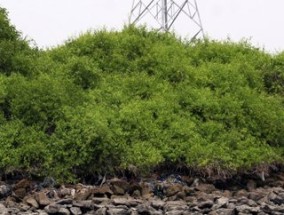 拯救红树林需要植树造林