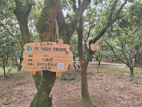 茂名荔枝定制“火”了鲜果“旺”了文旅