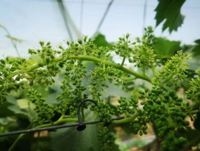陕西大旱：保不住的果，浇不了的小麦