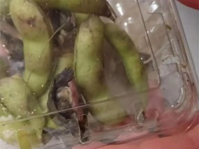 商家用毛豆壳做乌龟运输填充物引质疑，专家：若无苔草可应急使用，但不建议