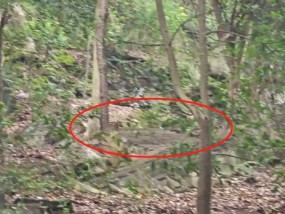重庆徒步爱好者爱去的铁山坪峡江步道惊现野猪群！江北区旅游服务中心：将安排景区处理
