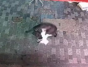 恐怖时刻：“恐怖分子”狗咬猫，而主人“袖手旁观”