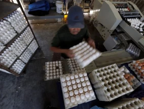 由于禽流感爆发，奶制品和食品价格飙升，鸡蛋价格攀升