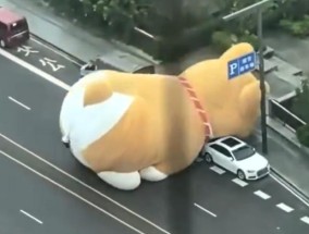 广州一巨型充气狗被吹上马路