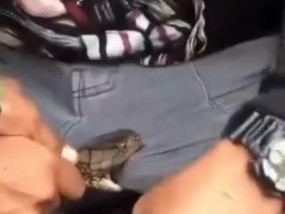 戏剧性的时刻，当蛇咬他的阴茎时，他痛苦地扭动和哭泣