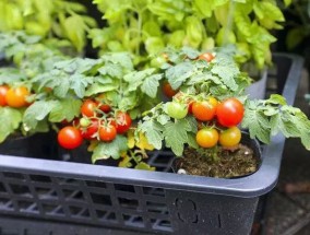 在一种常见的草本植物旁边种植西红柿，可以让它们的味道更好
