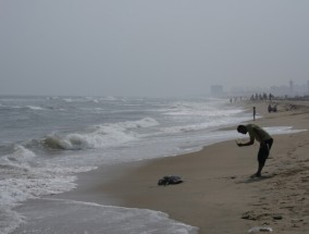 随着印度海岸海龟死亡人数不断上升，当局加大了保护海龟的力度